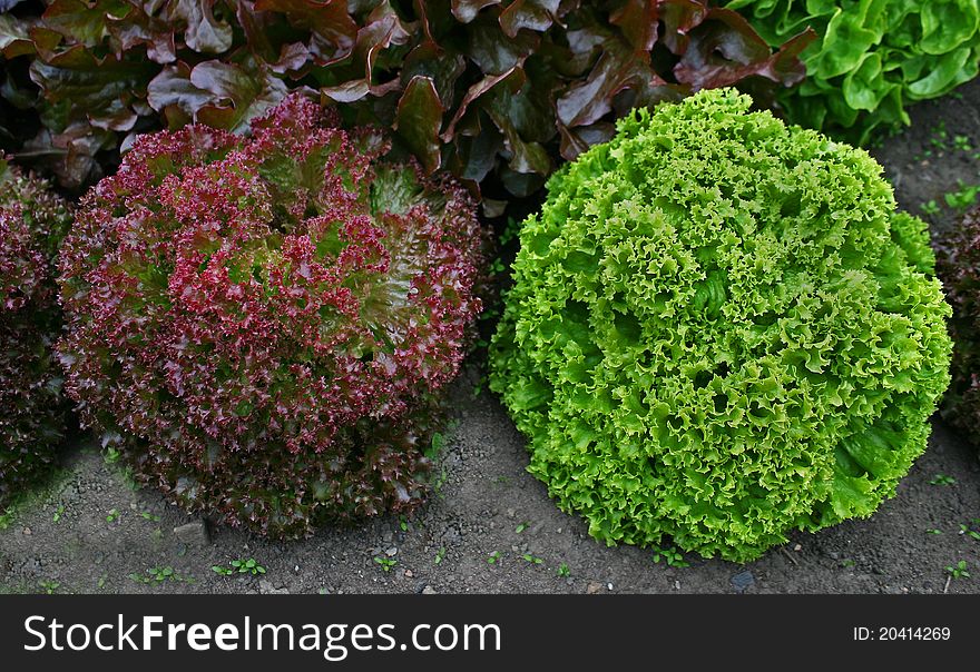 Two perfectly formed red and green lettuce. Two perfectly formed red and green lettuce