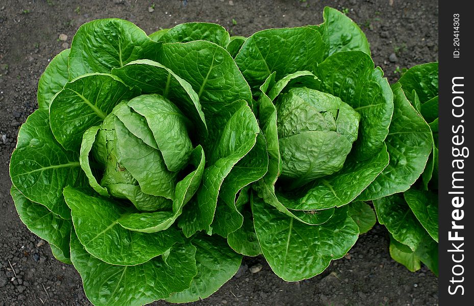 Two cabbages growing on the allotment