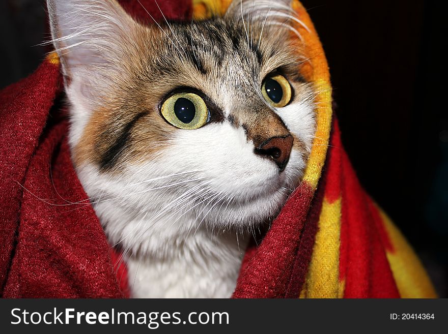 Cat wrapped in a blanket.
