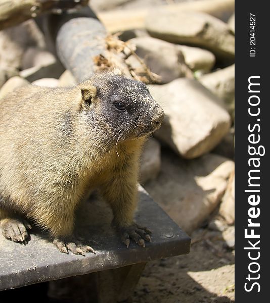 Steppe marmot in the natural environment