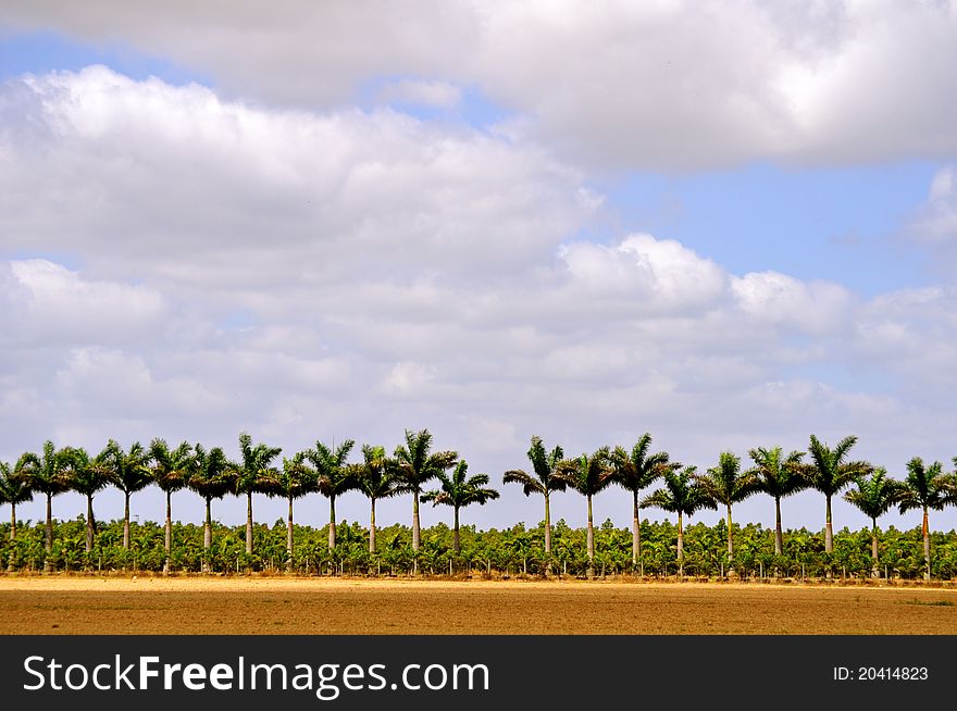 Palm trees on the way to Key Largo