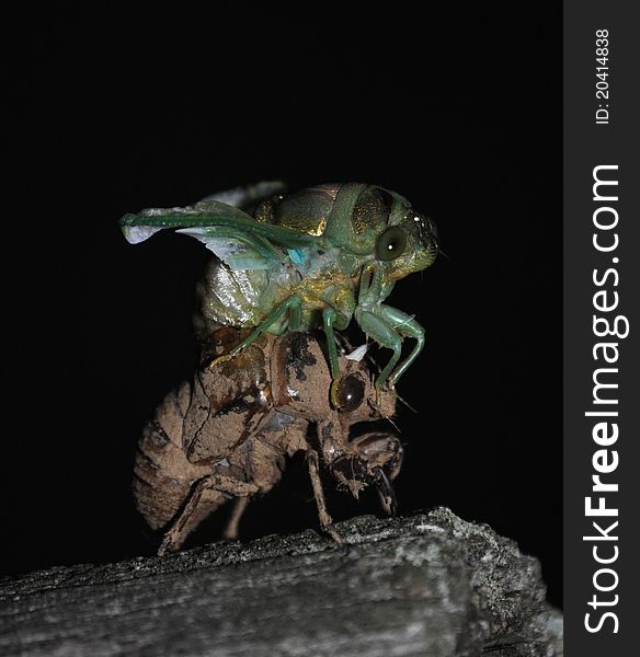 Cicada On Shell