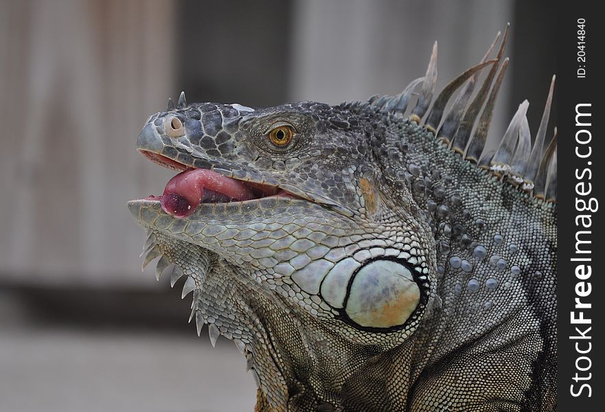 Prehistoric Looking Iguana Sticking Out Tongue. Prehistoric Looking Iguana Sticking Out Tongue
