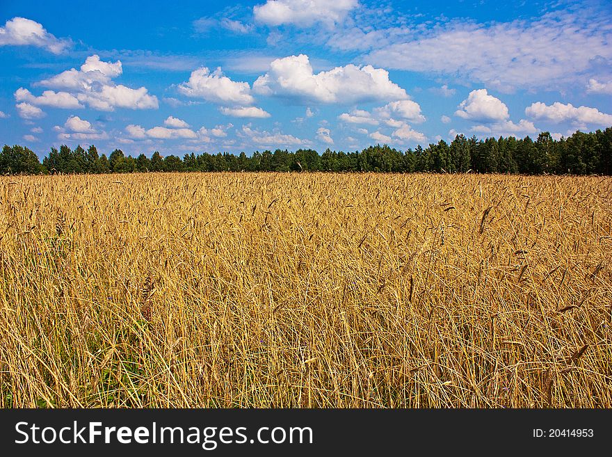 Wheat field in summer as background