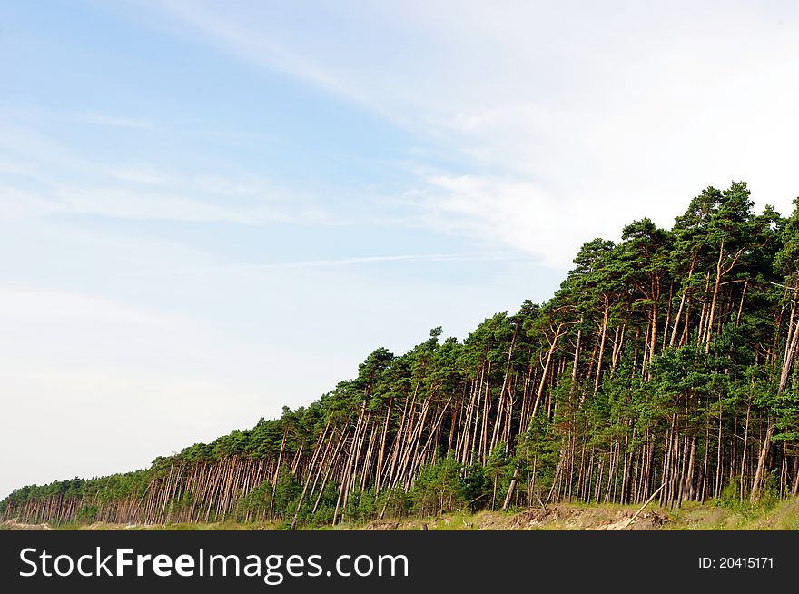 Lots of pine trees on the shore of a sea