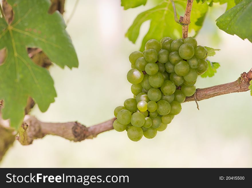 Bunch Of Grapes On Vineyard.