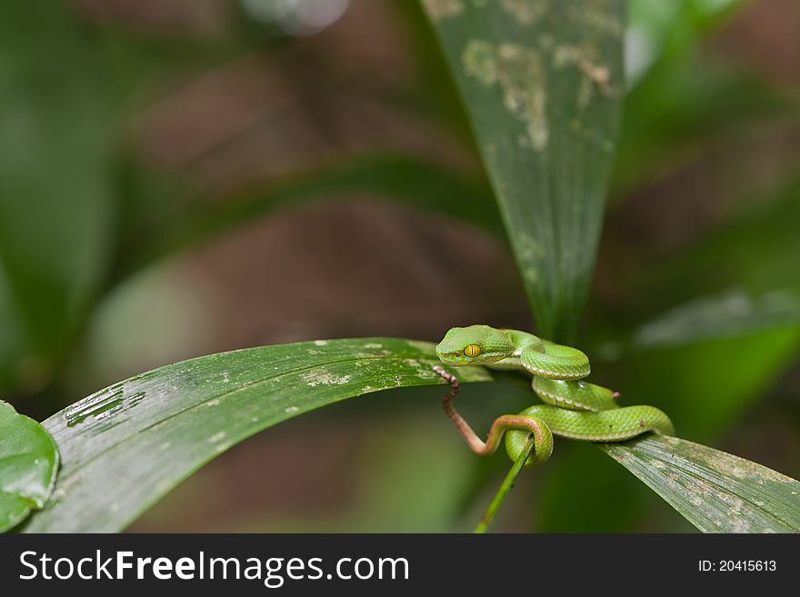 Green snake in tropical rain forest.Shallow depth of field, focus on the eye of snake.