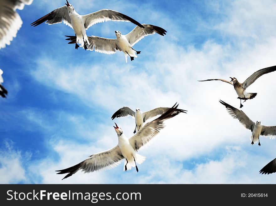 Group of sea gulls flying overhead. Group of sea gulls flying overhead