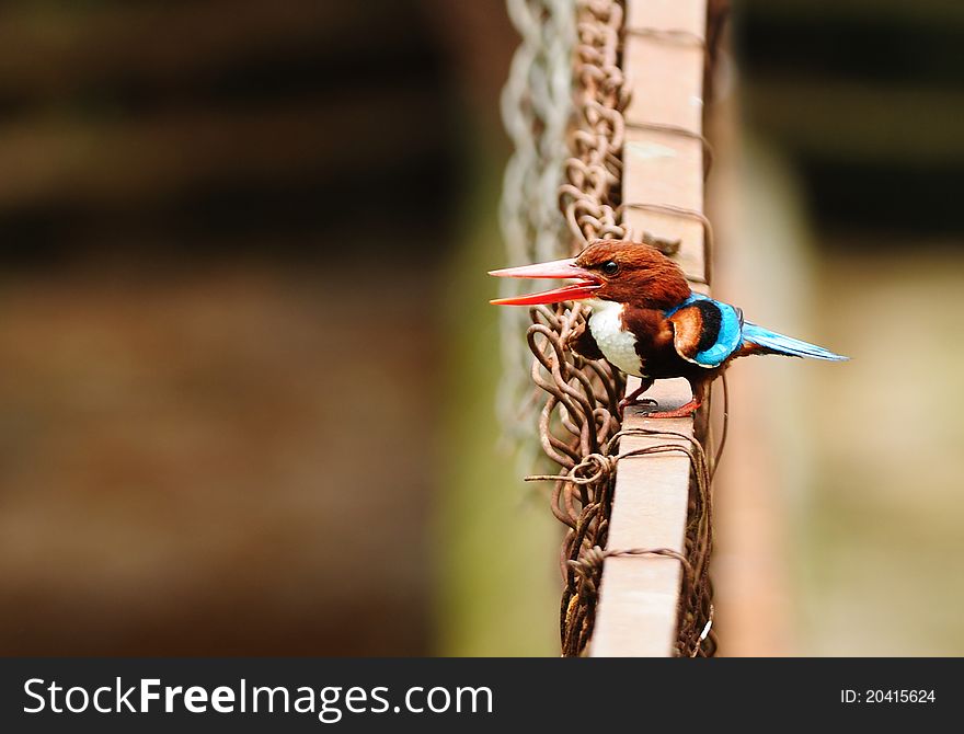 Angry little white throated kingfisher sitting on a fence. Angry little white throated kingfisher sitting on a fence