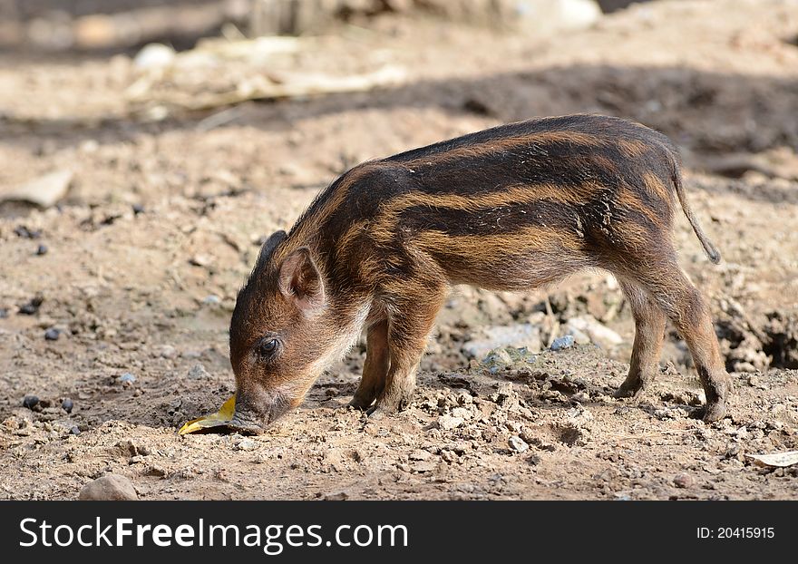 Baby wildboar in chiang mai night safari