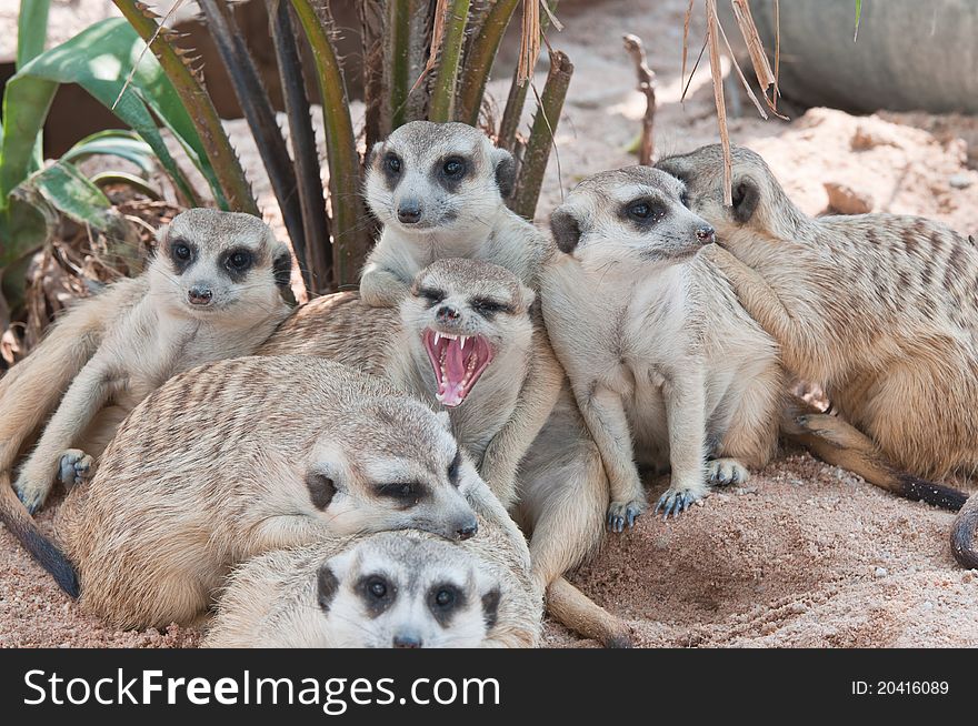 Meerkat family on the look out. Meerkat family on the look out.