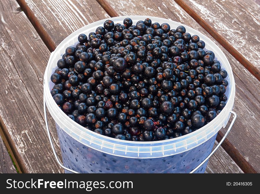 Black currant in a bucket on a wooden table