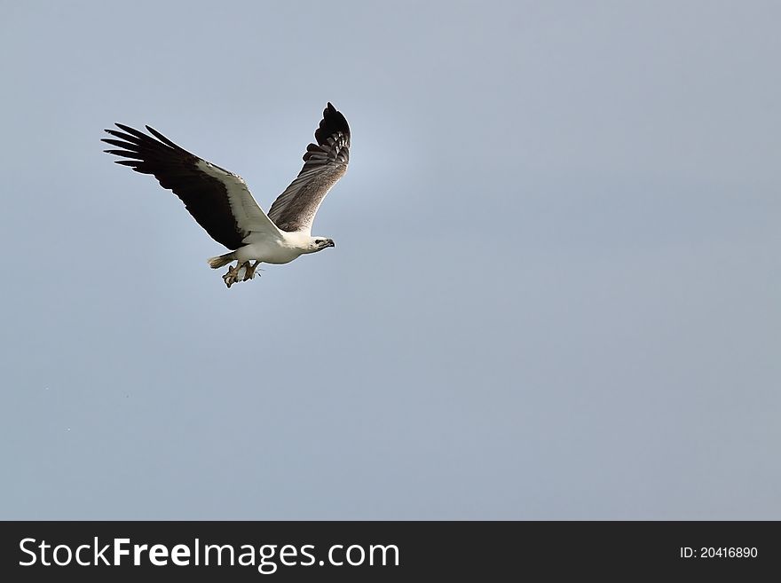 This white belly Malaysia sea eagle had just caught a fish and on its way back to her nest to feed the young ones. This white belly Malaysia sea eagle had just caught a fish and on its way back to her nest to feed the young ones.
