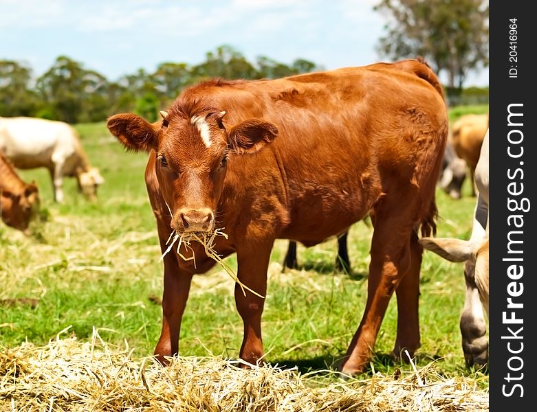 Young brown cow heifer feeding on hay