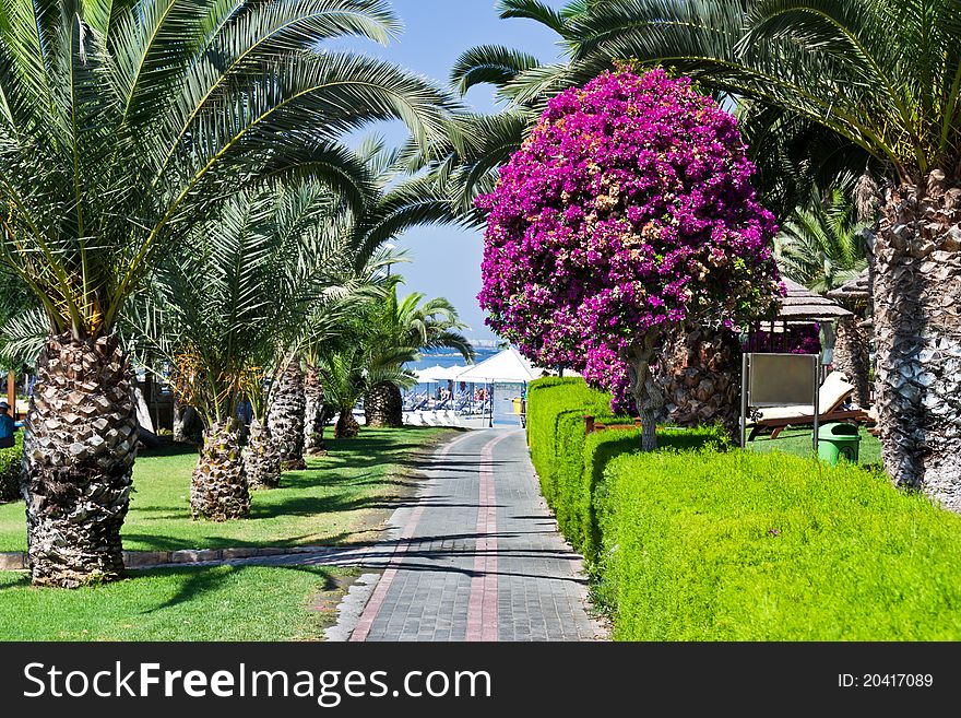 Stone walk to beach between palms and greens