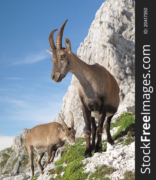 Mountain goat - Alpine Ibex - in Julian Alps