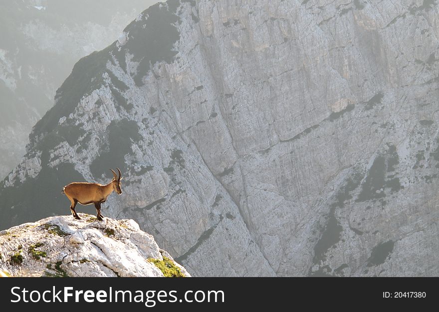 Mountain goat - Alpine Ibex - in Julian Alps