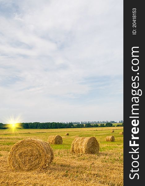 Field Full Of Bales.