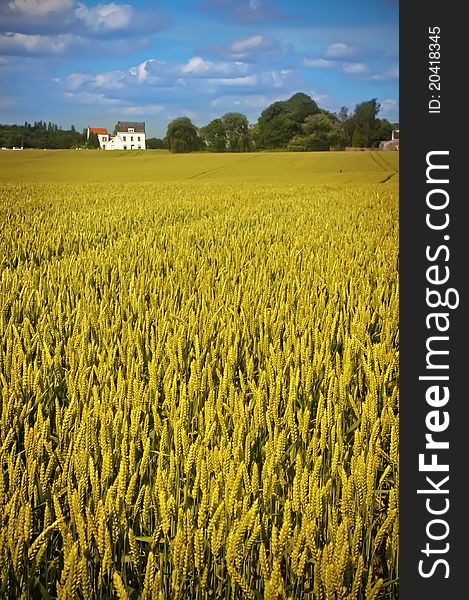 Summer agriculture landscape in Belgium