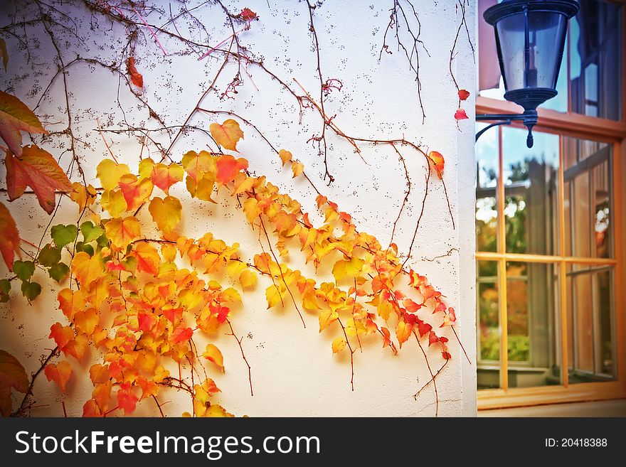 Autumn colors by house wall. Autumn colors by house wall