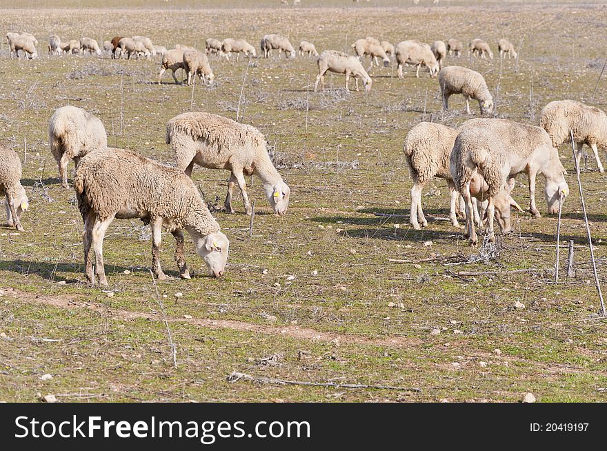Flock of sheep grazing in a extensive farming system in Ciudad Real Province, Spain
