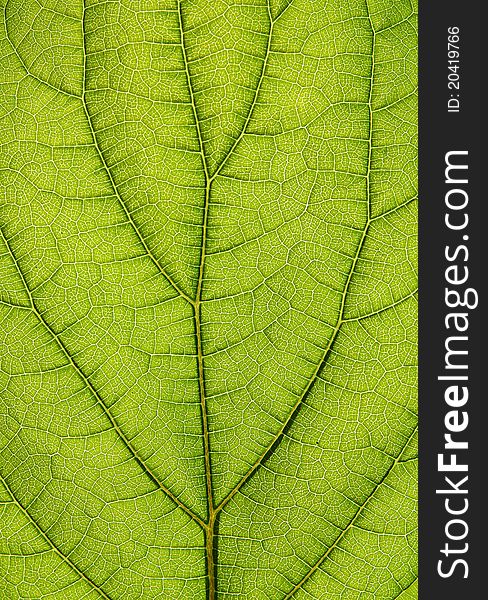 Green leaf macro close-up natural background