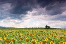Sunflower Field Stock Images Sunflower Field Stock Images