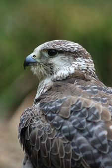 Gyr Falcon Stock Image Gyr Falcon Stock Image