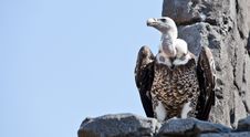 Vulture Royalty Free Stock Images