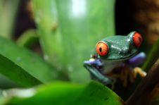 Red-eyed Tree Frog Royalty Free Stock Photo
