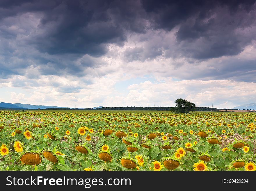 Sunflower field