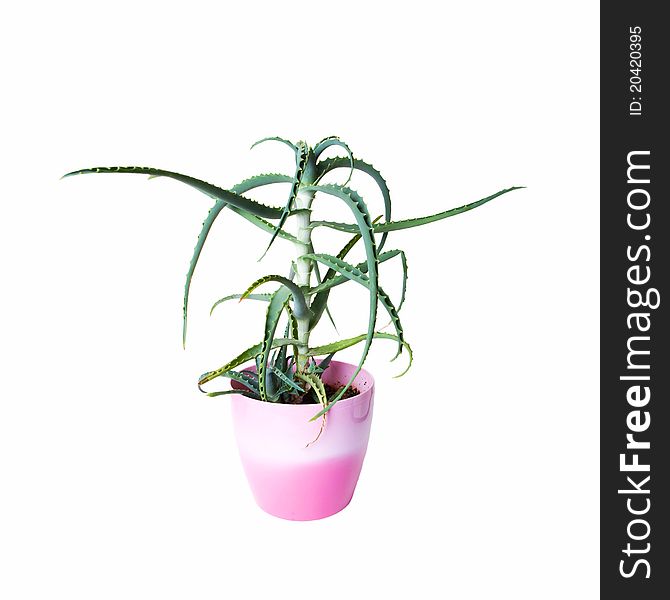 Aloe vera plant in a pot