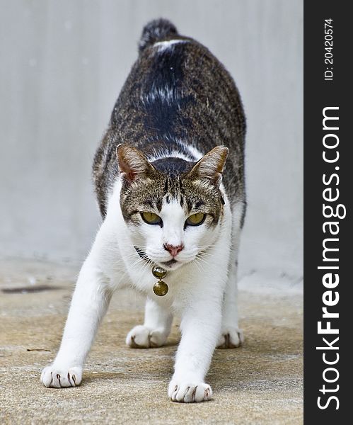 A small tabby cat stretching after a nap.