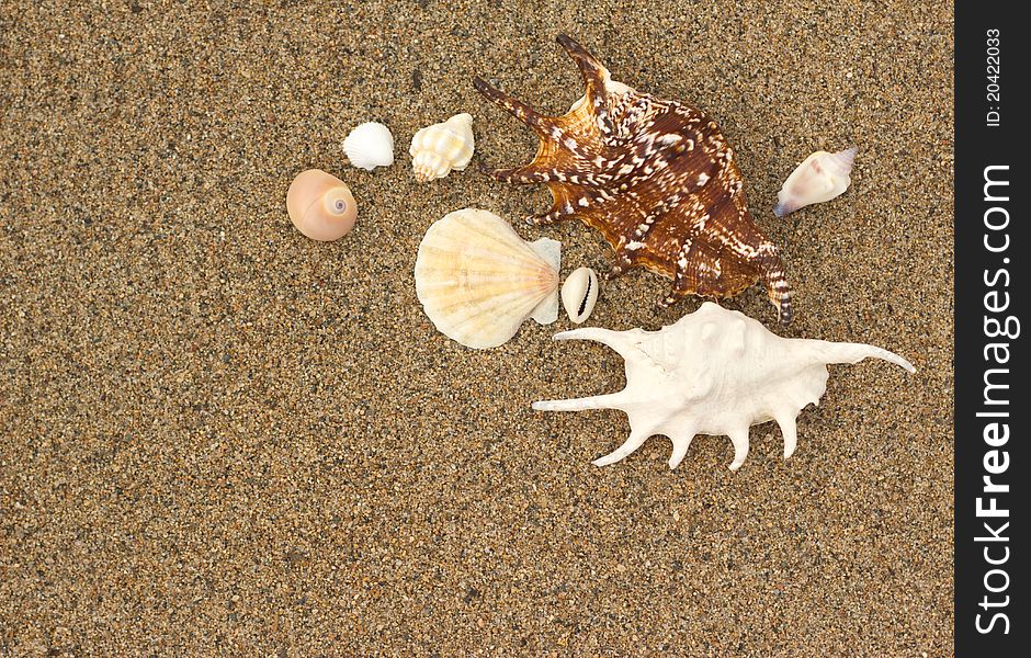 Macro sea shells with sand as background