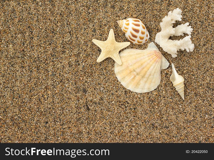 Macro sea shells with sand as background