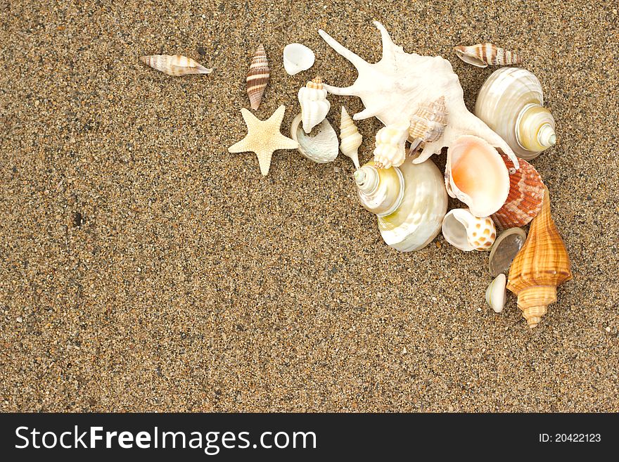 Macro sea shells with sand as background