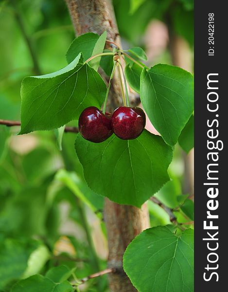 Two cherries on the tree