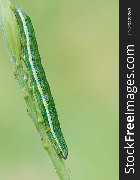 A noctuid caterpillar resting on a goldenrod stem