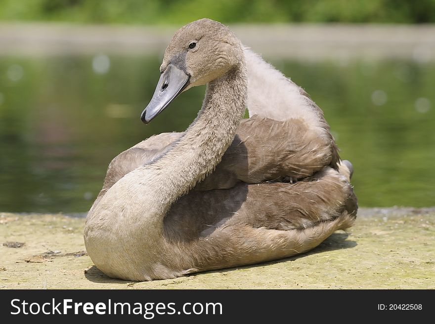 View of a young Mute Swan (Cygnus olor). View of a young Mute Swan (Cygnus olor)