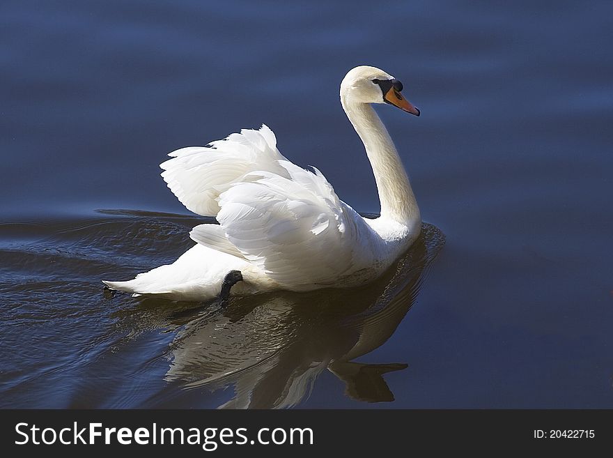 Swan On A Lake