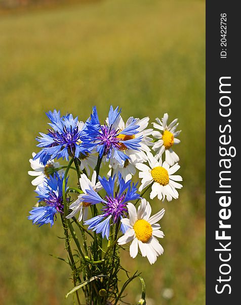 Field bouquet of cornflowers and daisies in summer