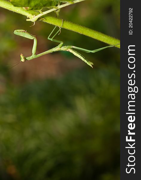 Praying mantis on the hunt. Praying mantis on the hunt.