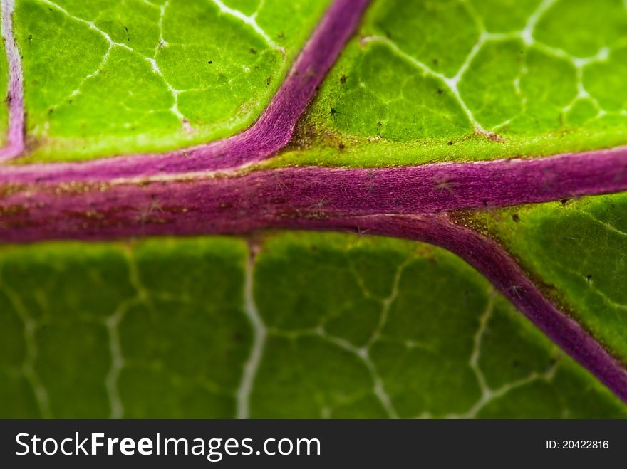 Purple Veins of a Leaf