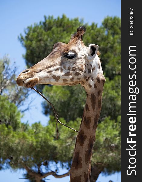 A side on shot of a giraffe's head, with a stick in its mouth. With blue sky and green trees in the background. A side on shot of a giraffe's head, with a stick in its mouth. With blue sky and green trees in the background