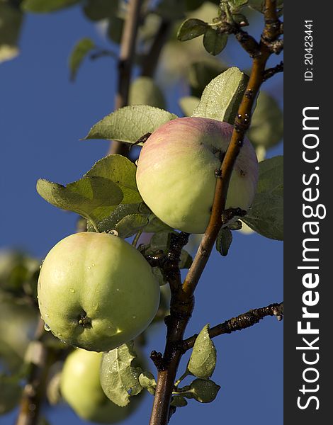 Fruit ripe apples on the tree against the sky in summer. Fruit ripe apples on the tree against the sky in summer