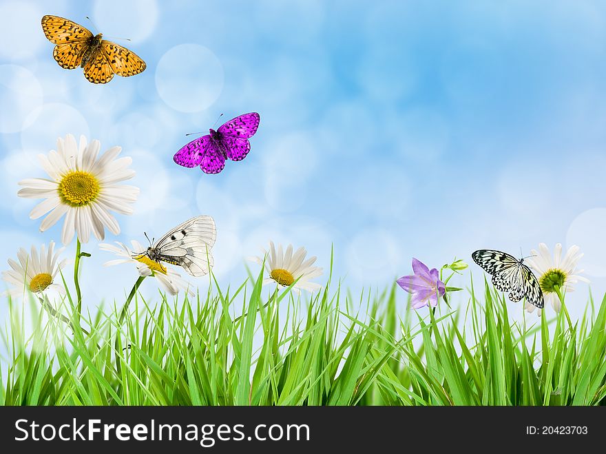 White daisywheel with butterfly on background blue sky. White daisywheel with butterfly on background blue sky