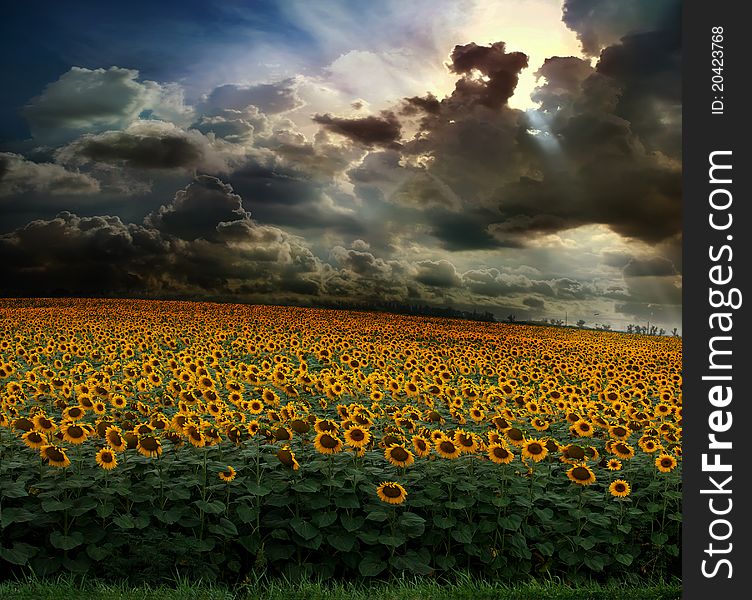Field of sunflower against the sky