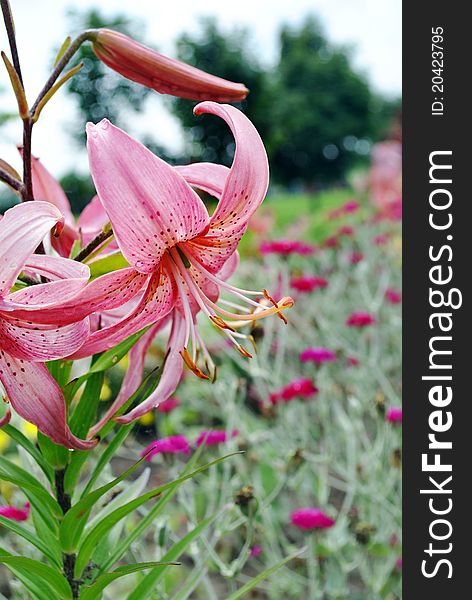 The flower of a garden pink lily grows on a lawn. The flower of a garden pink lily grows on a lawn.