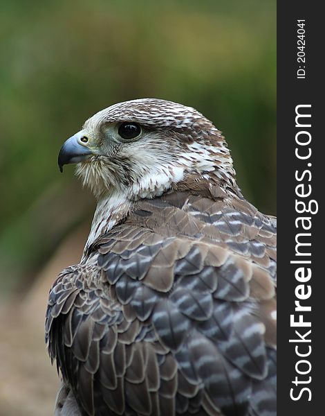 Juvenile Gyr Falcon (falco rusticolus) cross breed with Peregrine Falcon (falco peregrinus).