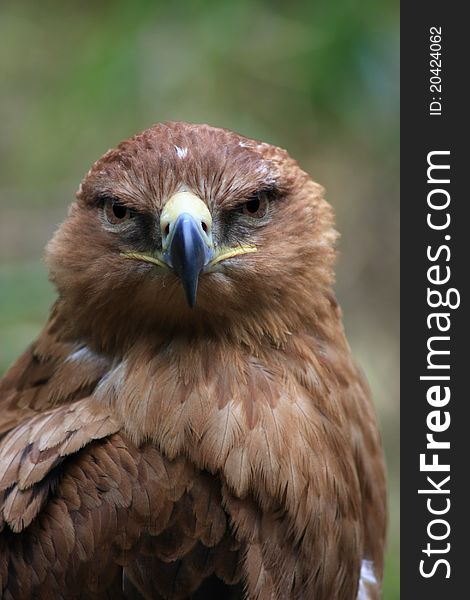 Portrait of a Tawny Eagle (Aquila rapax).